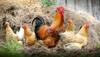 Europe, Asia report bird flu outbreak