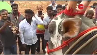 Bengaluru bull Krishna is worth Rs 1 crore for THIS reason