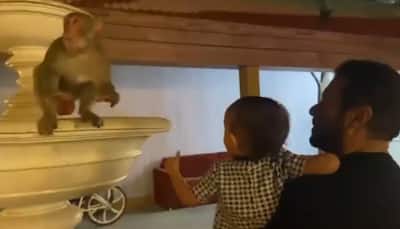 Salman Khan and his little niece Ayat feed bananas to monkeys - Watch adorable viral video!