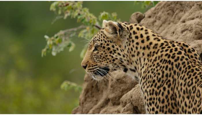 Leopard scare in Ghaziabad&#039;s Raj Nagar, advisory issued for public