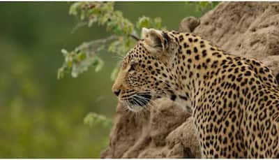 Leopard scare in Ghaziabad's Raj Nagar, advisory issued for public