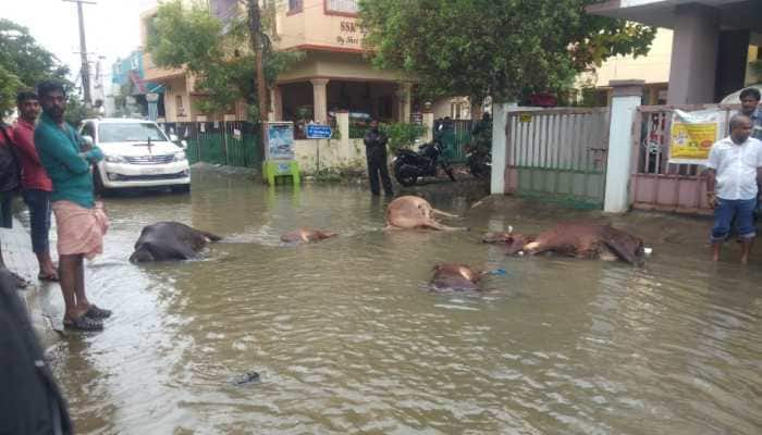 Five cows electrocuted to death as they stepped into pool of water