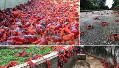 Australia’s crab migration paints the road in red- Watch amazing video
