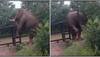 Determined elephant jumps over iron fence despite heavy body - Watch