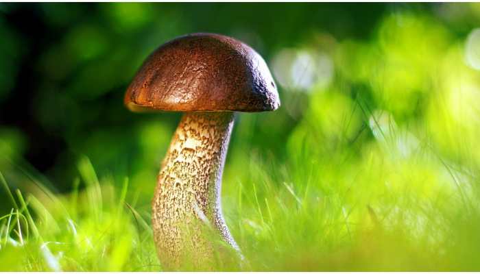 How mushroom farming is helping women entrepreneurs in Jammu and Kashmir