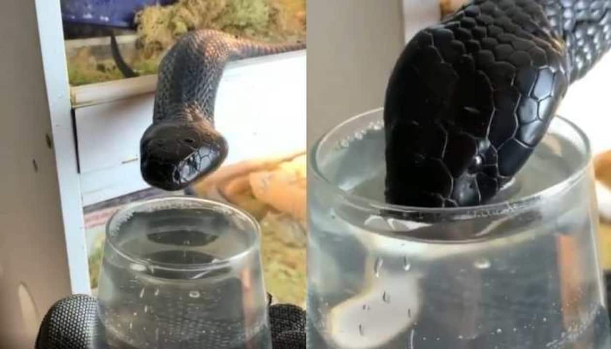 Black cobra drinks water from glass, viral video leaves netizens stunned! |  viral News | Zee News