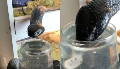 Black cobra drinks water from glass, viral video leaves netizens stunned!