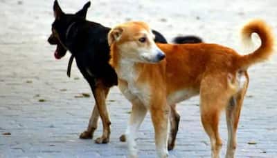 India houses 8 crore stray dogs and cats, has highest levels of abandonment: Report 