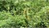 Two snakes dance in the rain in Tamil Nadu, Zoho CEO shares video