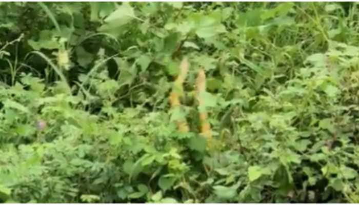 Two snakes dance in the rain in Tamil Nadu, Zoho CEO shares video