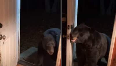 Bear closes door on woman’s instruction, video goes viral