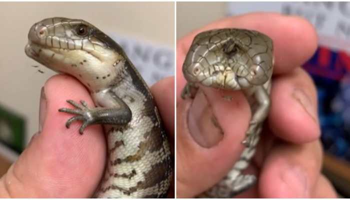 Scary! Lizard with 2 heads and blue tongue gives chills to internet- Watch