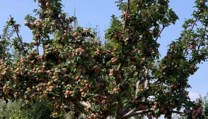 Climate fury: Kashmir’s apple orchards may vanish, fear researchers