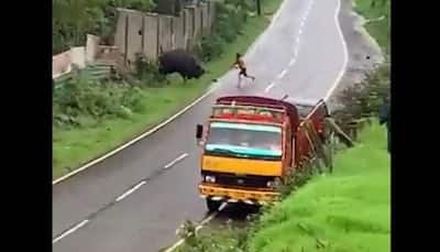 Man mercilessly beats injured wild Indian Gaur in Nilgiris, video surfaces