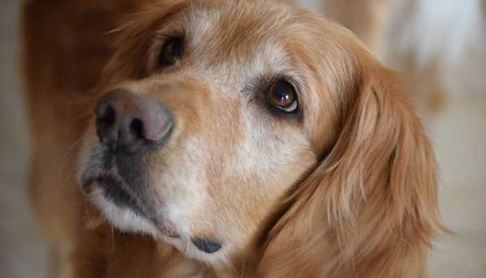 This cute doggo nursing his mother&#039;s injured leg will make you go aww; Watch