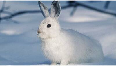 Armani says no to Angora Wool as part of its new fur-free policy