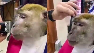 Monkey visits barber shop to get a shave in viral video, leaves internet in splits- Watch 