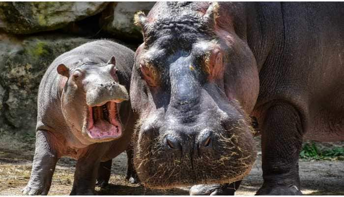 Hippopotamuses in Belgian zoo test positive for coronavirus