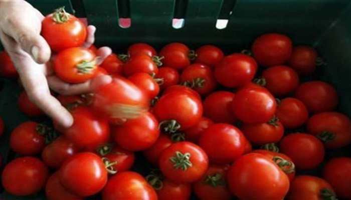 Tomato prices skyrocket in Southern states due to rains