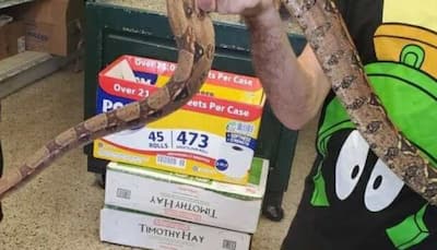 A snake in the sofa! 5-feet-long reptile shocks buyer