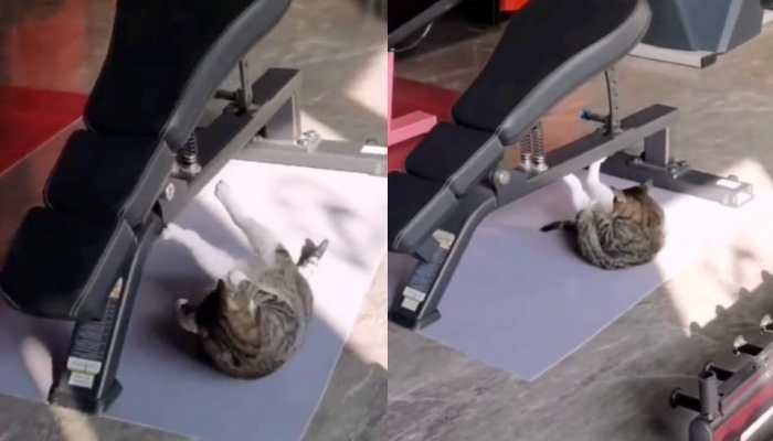 Cat works out at gym to be in purr-fect shape, viral video leaves internet in splits- Watch 