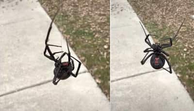 This viral video of huge black widow spider will give you goosebumps- Watch