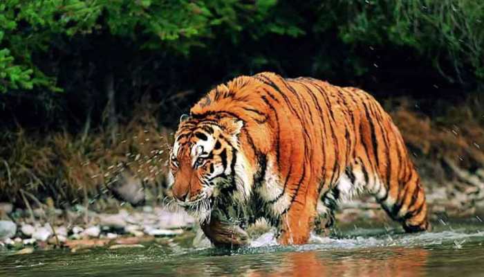 No new Royal Bengal tiger spotted in West Bengal's Buxa Tiger Reserve
