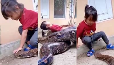 Little girl plays with gigantic snake in viral video, leaves netizens in shock- Watch 