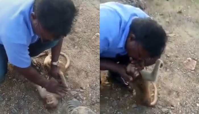 &#039;There is hope&#039;: Internet hails man for saving monkey by giving mouth-to-mouth resuscitation - Watch viral video