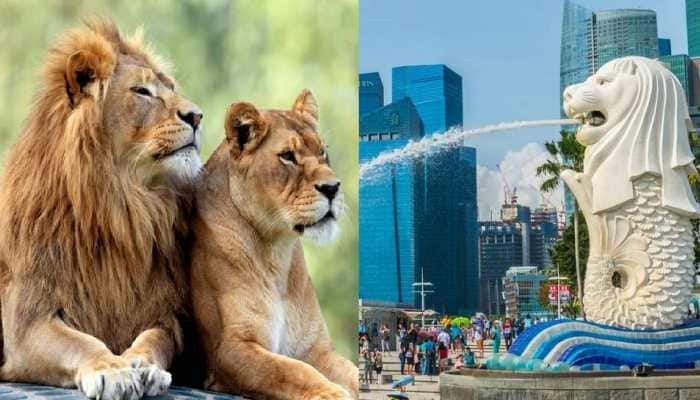 Two lions escape their transport container triggering panic at Singapore&#039;s Changi Airport