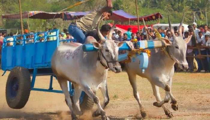 SC allows Maharashtra to conduct bullock-cart race