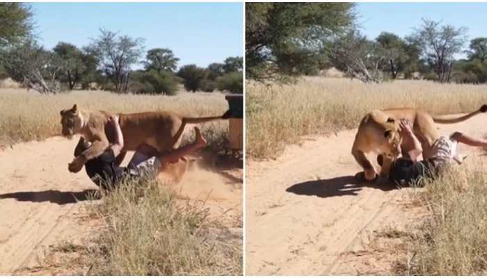 Lioness jumps over man, you can&#039;t imagine what happened next- Watch viral video