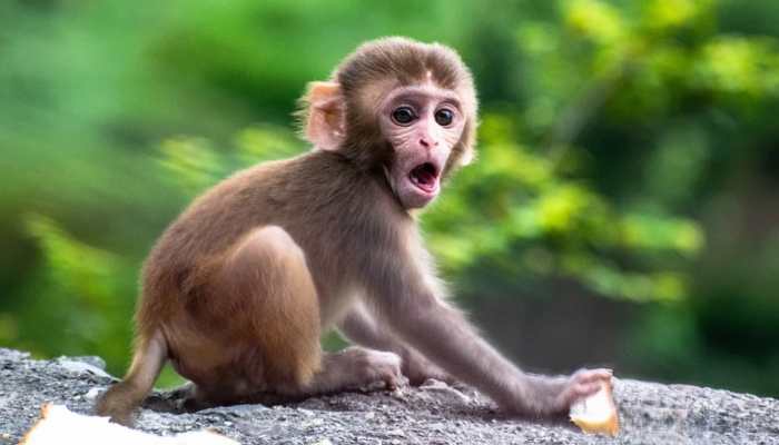 Monkeys involved in killing of over 200 dogs captured in Maharashtra's Beed