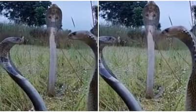 Viral video: 3 king cobras in one frame, netizens call it ‘pre wedding shoot’