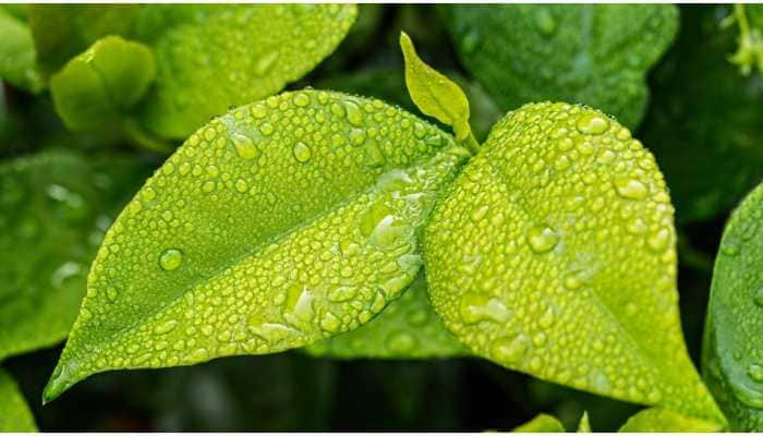 Weather update: Rainfall likely over Punjab, Haryana and Chandigarh till Dec 25