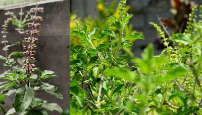 Tulsi Pujan Diwas 2021 is celebrated on Christmas - Here's why!