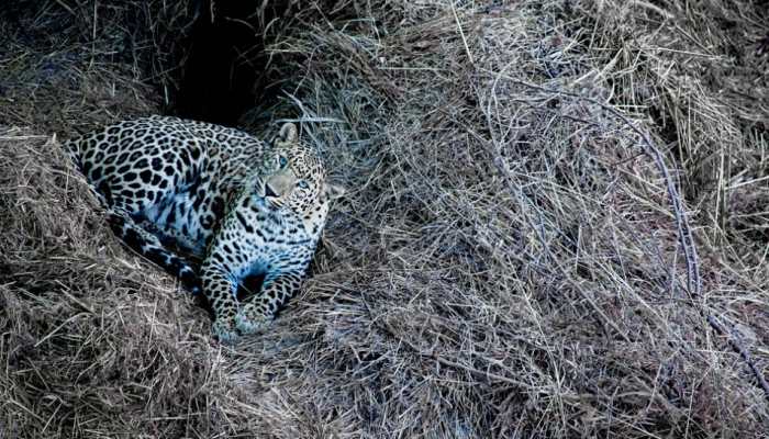 Panic in Lucknow after Leopard spotted in Gudumba area, search underway