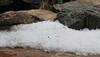Impact of climate change? Maharashtra's Shirdi witnesses hailstorm, crops damaged 