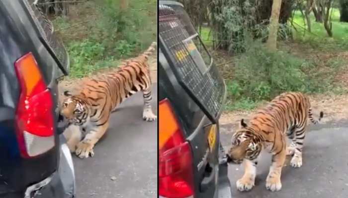 Tiger drags car full of tourists with its teeth, Anand Mahindra shares chilling clip- Watch