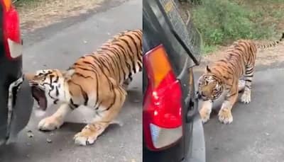 Tiger pulls SUV full of tourists in Karnataka’s National Park, internet is shocked- Watch viral video