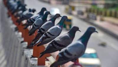 Unbelievable! Property worth crores named after pigeons in this town of Rajasthan