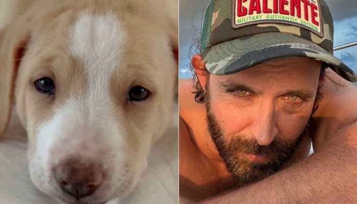 Hrithik Roshan adopts furry friend &#039;found under a car&#039; on his 48th birthday! - Watch