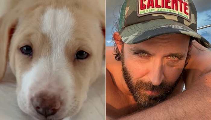 Hrithik Roshan adopts furry friend 'found under a car' on his 48th birthday! - Watch