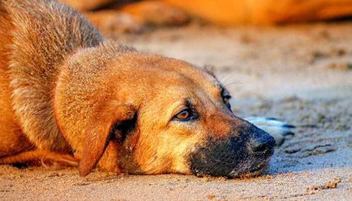 Delhi likely to get its first CNG-based pet crematorium by April this year
