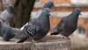 pigeons from rajasthan are millionaires