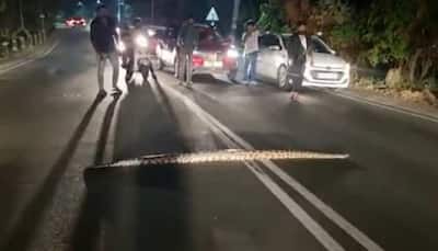 Watch: Python crossing street in Kerala brings traffic to a halt!