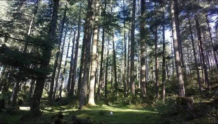 India’s forest cover continues to show increasing trend: Report