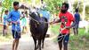 Avaniyapuram Jallikattu competition begins in Madurai, teenage spectator gored to death, over 50 others injured