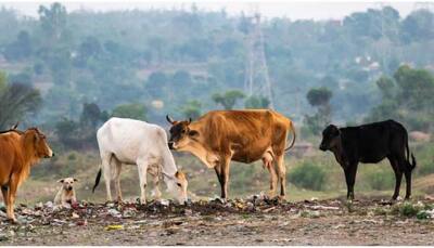 Delhi HC seeks govt's reply on plea seeking to remove gathering stray animals on road