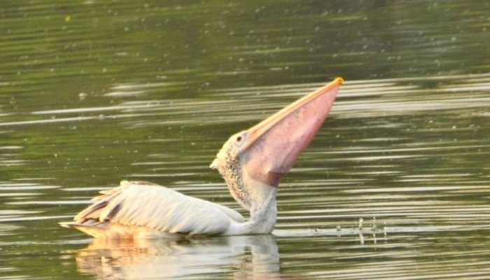 Over 150 spot-billed pelicans succumb to nematode infestation in Andhra Pradesh&#039;s Naupada swamp